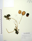 中文名:斑花青牛膽(S104775)學名:Thladiantha punctata Hayata(S104775)