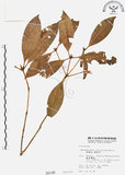 中文名:西施花 (S000146)學名:Rhododendron ellipticum Maxim.(S000146)中文別名:青紫木英文名:Taiwan Rhododendron