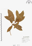 中文名:西施花 (S000147)學名:Rhododendron ellipticum Maxim.(S000147)中文別名:青紫木英文名:Taiwan Rhododendron