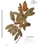 中文名:西施花 (S008340)學名:Rhododendron ellipticum Maxim.(S008340)中文別名:青紫木英文名:Taiwan Rhododendron