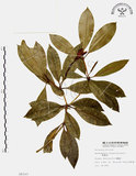 中文名:西施花 (S008342)學名:Rhododendron ellipticum Maxim.(S008342)中文別名:青紫木英文名:Taiwan Rhododendron