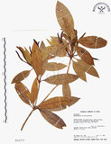 中文名:西施花 (S012777)學名:Rhododendron ellipticum Maxim.(S012777)中文別名:青紫木英文名:Taiwan Rhododendron