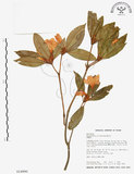 中文名:西施花 (S014990)學名:Rhododendron ellipticum Maxim.(S014990)中文別名:青紫木英文名:Taiwan Rhododendron