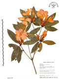 中文名:西施花 (S016178)學名:Rhododendron ellipticum Maxim.(S016178)中文別名:青紫木英文名:Taiwan Rhododendron