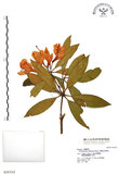 中文名:西施花 (S016312)學名:Rhododendron ellipticum Maxim.(S016312)中文別名:青紫木英文名:Taiwan Rhododendron