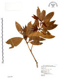 中文名:西施花 (S020108)學名:Rhododendron ellipticum Maxim.(S020108)中文別名:青紫木英文名:Taiwan Rhododendron