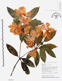 中文名:西施花 (S026061)學名:Rhododendron ellipticum Maxim.(S026061)中文別名:青紫木英文名:Taiwan Rhododendron