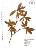 中文名:西施花 (S028636)學名:Rhododendron ellipticum Maxim.(S028636)中文別名:青紫木英文名:Taiwan Rhododendron