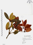 中文名:西施花 (S050787)學名:Rhododendron ellipticum Maxim.(S050787)中文別名:青紫木英文名:Taiwan Rhododendron