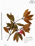 中文名:西施花 (S055166)學名:Rhododendron ellipticum Maxim.(S055166)中文別名:青紫木英文名:Taiwan Rhododendron