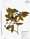 中文名:西施花 (S059240)學名:Rhododendron ellipticum Maxim.(S059240)中文別名:青紫木英文名:Taiwan Rhododendron