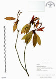 中文名:西施花 (S063090)學名:Rhododendron ellipticum Maxim.(S063090)中文別名:青紫木英文名:Taiwan Rhododendron
