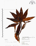 中文名:西施花 (S073731)學名:Rhododendron ellipticum Maxim.(S073731)中文別名:青紫木英文名:Taiwan Rhododendron