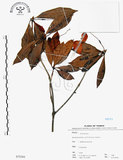 中文名:西施花 (S075301)學名:Rhododendron ellipticum Maxim.(S075301)中文別名:青紫木英文名:Taiwan Rhododendron