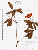 中文名:西施花 (S075315)學名:Rhododendron ellipticum Maxim.(S075315)中文別名:青紫木英文名:Taiwan Rhododendron