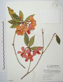 中文名:西施花 (S078161)學名:Rhododendron ellipticum Maxim.(S078161)中文別名:青紫木英文名:Taiwan Rhododendron
