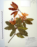 中文名:西施花 (S088042)學名:Rhododendron ellipticum Maxim.(S088042)中文別名:青紫木英文名:Taiwan Rhododendron