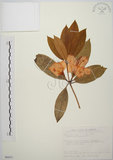中文名:西施花 (S089471)學名:Rhododendron ellipticum Maxim.(S089471)中文別名:青紫木英文名:Taiwan Rhododendron