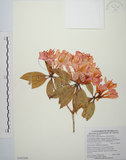 中文名:西施花 (S103500)學名:Rhododendron ellipticum Maxim.(S103500)中文別名:青紫木英文名:Taiwan Rhododendron