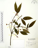 中文名:粗糠柴(S001869)學名:Mallotus philippinensis (Lam.) Muell.-Arg.(S001869)英文名:Kamala Tree, Monkey Face Tree