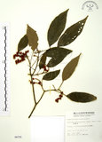 中文名:粗糠柴(S004755)學名:Mallotus philippinensis (Lam.) Muell.-Arg.(S004755)英文名:Kamala Tree, Monkey Face Tree
