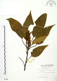 中文名:粗糠柴(S005466)學名:Mallotus philippinensis (Lam.) Muell.-Arg.(S005466)英文名:Kamala Tree, Monkey Face Tree