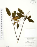 中文名:粗糠柴(S005788)學名:Mallotus philippinensis (Lam.) Muell.-Arg.(S005788)英文名:Kamala Tree, Monkey Face Tree