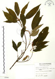 中文名:粗糠柴(S005980)學名:Mallotus philippinensis (Lam.) Muell.-Arg.(S005980)英文名:Kamala Tree, Monkey Face Tree
