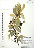 中文名:粗糠柴(S013013)學名:Mallotus philippinensis (Lam.) Muell.-Arg.(S013013)英文名:Kamala Tree, Monkey Face Tree
