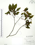中文名:粗糠柴(S013937)學名:Mallotus philippinensis (Lam.) Muell.-Arg.(S013937)英文名:Kamala Tree, Monkey Face Tree