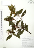 中文名:粗糠柴(S015465)學名:Mallotus philippinensis (Lam.) Muell.-Arg.(S015465)英文名:Kamala Tree, Monkey Face Tree