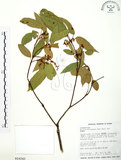 中文名:粗糠柴(S016243)學名:Mallotus philippinensis (Lam.) Muell.-Arg.(S016243)英文名:Kamala Tree, Monkey Face Tree