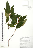中文名:粗糠柴(S017668)學名:Mallotus philippinensis (Lam.) Muell.-Arg.(S017668)英文名:Kamala Tree, Monkey Face Tree