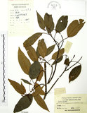 中文名:粗糠柴(S024689)學名:Mallotus philippinensis (Lam.) Muell.-Arg.(S024689)英文名:Kamala Tree, Monkey Face Tree