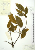中文名:粗糠柴(S033664)學名:Mallotus philippinensis (Lam.) Muell.-Arg.(S033664)英文名:Kamala Tree, Monkey Face Tree