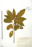 中文名:粗糠柴(S035381)學名:Mallotus philippinensis (Lam.) Muell.-Arg.(S035381)英文名:Kamala Tree, Monkey Face Tree