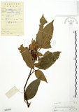 中文名:粗糠柴(S042438)學名:Mallotus philippinensis (Lam.) Muell.-Arg.(S042438)英文名:Kamala Tree, Monkey Face Tree