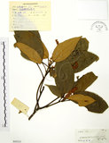 中文名:粗糠柴(S045315)學名:Mallotus philippinensis (Lam.) Muell.-Arg.(S045315)英文名:Kamala Tree, Monkey Face Tree