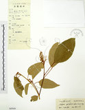 中文名:粗糠柴(S047630)學名:Mallotus philippinensis (Lam.) Muell.-Arg.(S047630)英文名:Kamala Tree, Monkey Face Tree