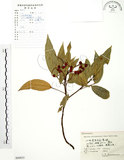 中文名:粗糠柴(S060833)學名:Mallotus philippinensis (Lam.) Muell.-Arg.(S060833)英文名:Kamala Tree, Monkey Face Tree