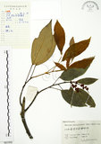 中文名:粗糠柴(S061908)學名:Mallotus philippinensis (Lam.) Muell.-Arg.(S061908)英文名:Kamala Tree, Monkey Face Tree
