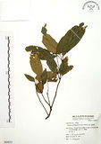 中文名:粗糠柴(S064013)學名:Mallotus philippinensis (Lam.) Muell.-Arg.(S064013)英文名:Kamala Tree, Monkey Face Tree