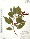 中文名:粗糠柴(S068846)學名:Mallotus philippinensis (Lam.) Muell.-Arg.(S068846)英文名:Kamala Tree, Monkey Face Tree
