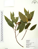 中文名:粗糠柴(S072544)學名:Mallotus philippinensis (Lam.) Muell.-Arg.(S072544)英文名:Kamala Tree, Monkey Face Tree
