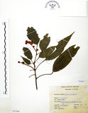 中文名:粗糠柴(S073304)學名:Mallotus philippinensis (Lam.) Muell.-Arg.(S073304)英文名:Kamala Tree, Monkey Face Tree