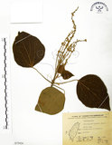 中文名:粗糠柴(S075924)學名:Mallotus philippinensis (Lam.) Muell.-Arg.(S075924)英文名:Kamala Tree, Monkey Face Tree