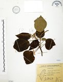 中文名:粗糠柴(S075937)學名:Mallotus philippinensis (Lam.) Muell.-Arg.(S075937)英文名:Kamala Tree, Monkey Face Tree