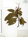 中文名:粗糠柴(S076321)學名:Mallotus philippinensis (Lam.) Muell.-Arg.(S076321)英文名:Kamala Tree, Monkey Face Tree
