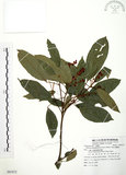 中文名:粗糠柴(S081872)學名:Mallotus philippinensis (Lam.) Muell.-Arg.(S081872)英文名:Kamala Tree, Monkey Face Tree