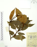 中文名:粗糠柴(S084007)學名:Mallotus philippinensis (Lam.) Muell.-Arg.(S084007)英文名:Kamala Tree, Monkey Face Tree